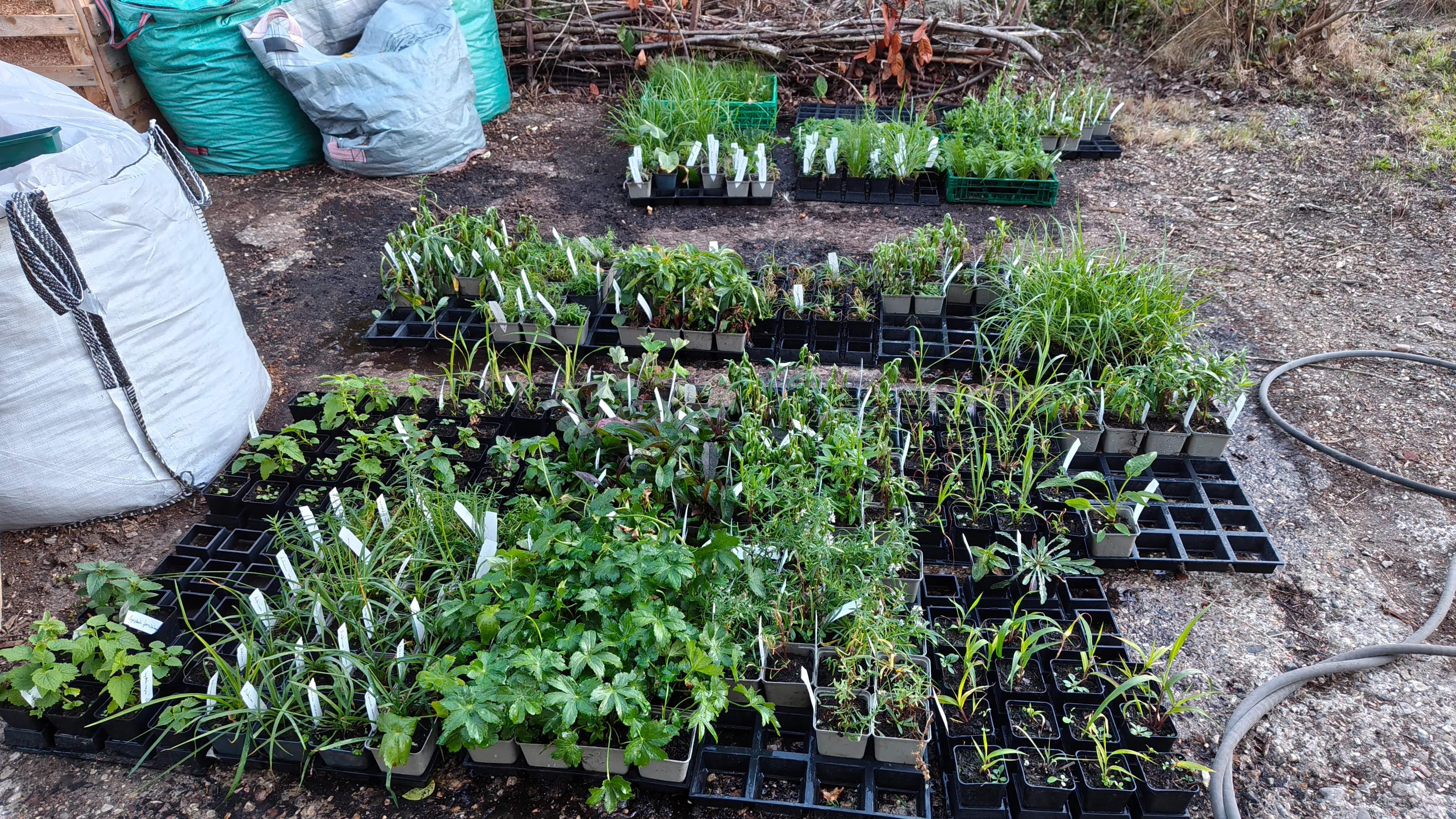 Verschiedene Staudensämlinge in Töpfen auf dem Boden angeordnet