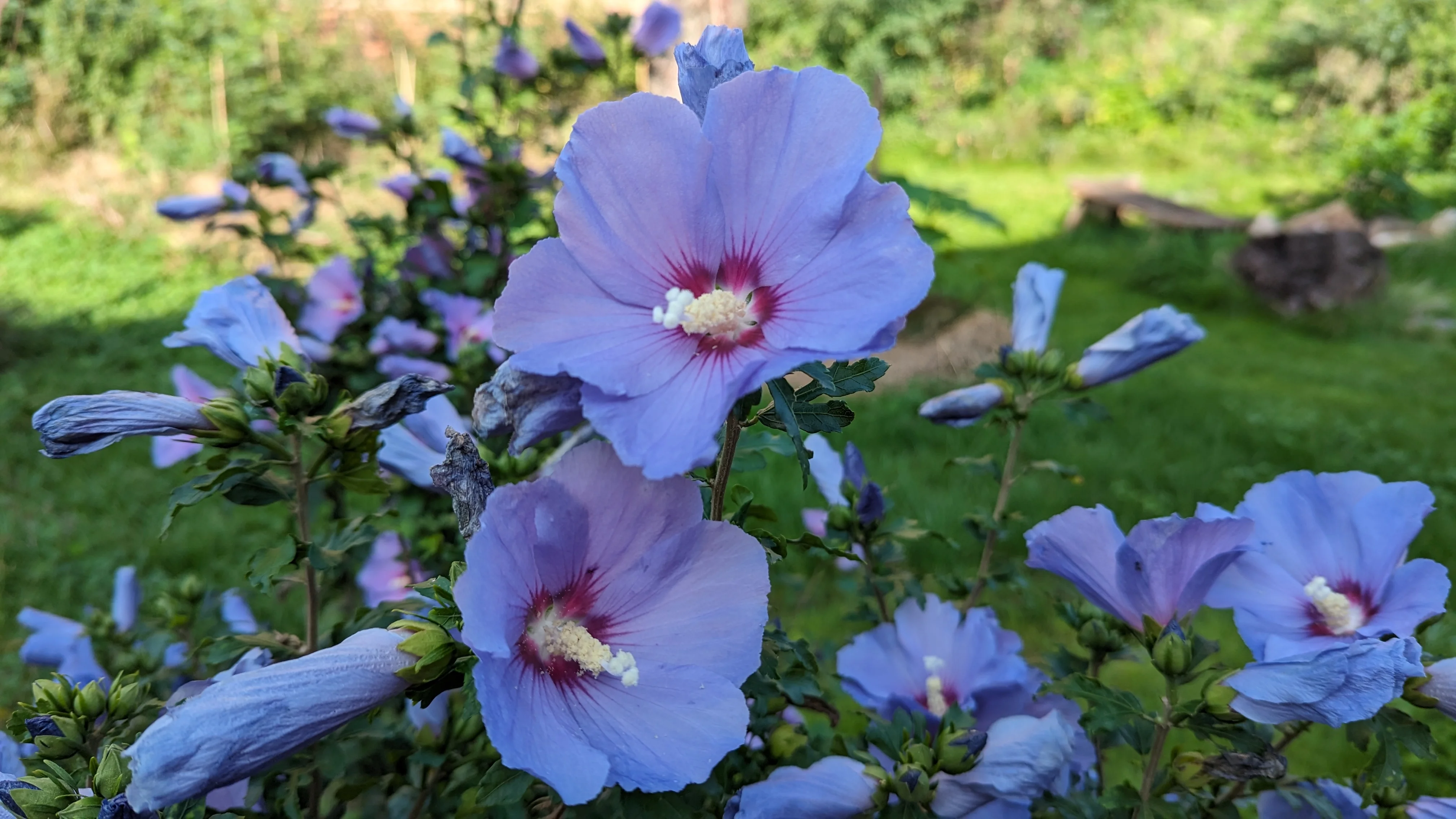 Hibiskusblüte vor Lagerfeuer